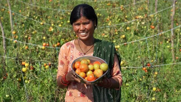 View of a woman holding fresh tomatoes in a field Nepal.
