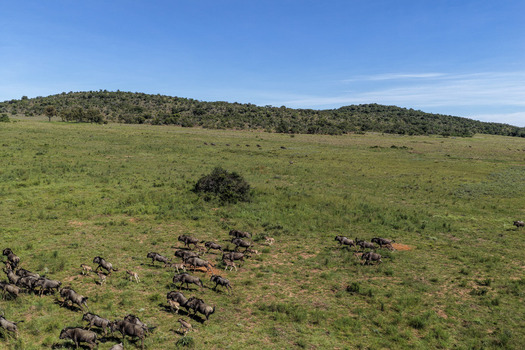 Aerial view of a herd of wildebeest running across the green savanna landscape with rolling hills under a clear blue sky Waterberg District Municipality Limpopo South Africa. Aerial view of a herd of wildebeest running across the green savanna landscape with rolling hills under a clear blue sky Waterberg District Municipality Limpopo South Africa.