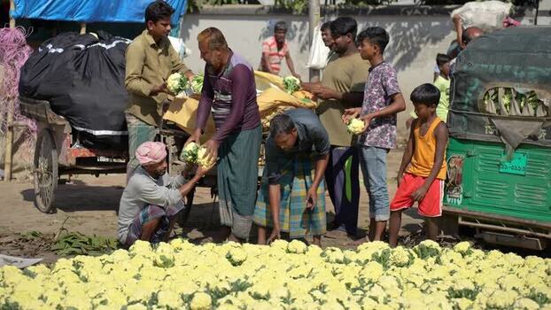 View of men sorting cauliflowers at a market in Bogura Bangladesh. View of men sorting cauliflowers at a market in Bogura Bangladesh.