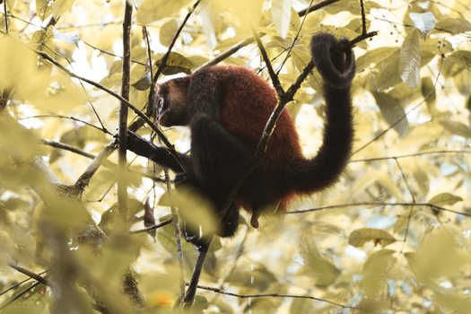 View of a spider monkey perched on a tree branch in the lush rainforest of Costa Rica.