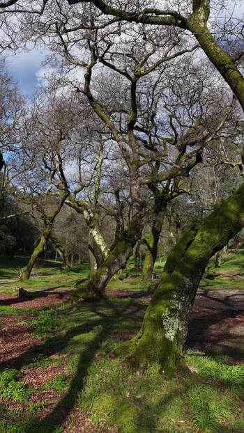 Vertical drone shot of trees in Santo Tirso Portugal.