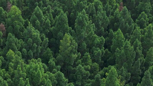 Aerial view of dense green pine forest in Sukabumi Indonesia. Aerial view of dense green pine forest in Sukabumi Indonesia.