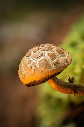 View of a solitary mushroom with a textured scaly cap glowing with golden light against a soft mossy backdrop Kabupaten Soppeng South Sulawesi Indonesia. View of a solitary mushroom with a textured scaly cap glowing with golden light against a soft mossy backdrop Kabupaten Soppeng South Sulawesi Indonesia.