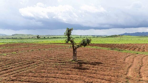 Aerial view of a lone tree standing in a plowed field surrounded by green agricultural land and rolling hills under a cloudy sky Riyom Plateau Nigeria. Aerial view of a lone tree standing in a plowed field surrounded by green agricultural land and rolling hills under a cloudy sky Riyom Plateau Nigeria.