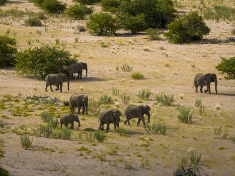 Aerial view of a herd of elephants traversing the arid landscape dotted with scrub and trees under the harsh Namibian sun Uis Erongo Region Namibia.