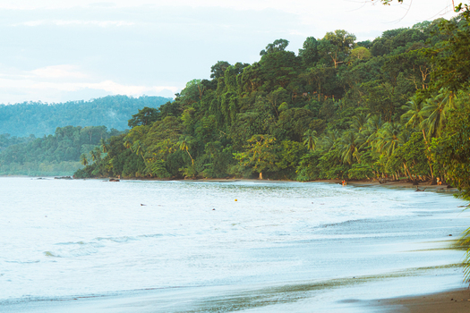 View of a lush tropical beach with dense rainforest vegetation meeting the sandy shore and calm ocean waves in Costa Rica.