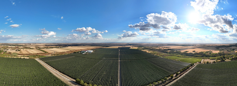 Aerial view of the Deuric orchard with extensive rows of fruit trees stretching across the agricultural landscape under a bright blue sky in Mala Remeta Vojvodina Serbia. Aerial view of the Deuric orchard with extensive rows of fruit trees stretching across the agricultural landscape under a bright blue sky in Mala Remeta Vojvodina Serbia.