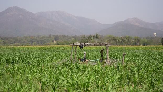 View of a green cornfield and mountains Nepal.