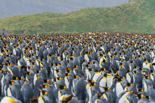 View of a large colony of king penguins at Gold Harbour South Georgia and the South Sandwich Islands. View of a large colony of king penguins at Gold Harbour South Georgia and the South Sandwich Islands.