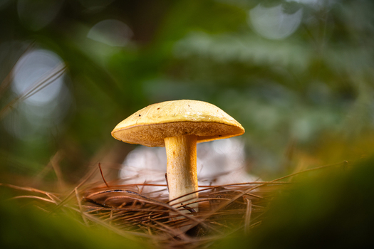View of a solitary creamy capped mushroom glowing softly amidst dark pine needles framed by vibrant green Kabupaten Soppeng South Sulawesi Indonesia. View of a solitary creamy capped mushroom glowing softly amidst dark pine needles framed by vibrant green Kabupaten Soppeng South Sulawesi Indonesia.