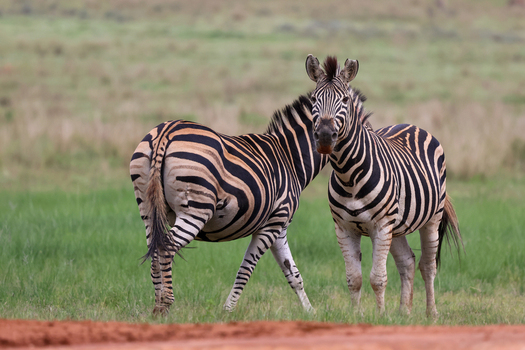 View of strikingly striped zebras stand poised against the vibrant green savanna and rich red earth Kruger Park South Africa. View of strikingly striped zebras stand poised against the vibrant green savanna and rich red earth Kruger Park South Africa.