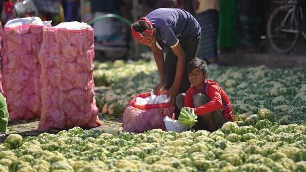 View of workers packing cauliflowers in a market Bangladesh. View of workers packing cauliflowers in a market Bangladesh.