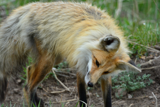 View of a red fox standing in the grass at Yellowstone National Park in the United States. View of a red fox standing in the grass at Yellowstone National Park in the United States.