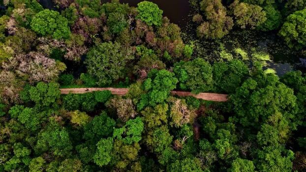 Aerial view of a dirt road through dense tropical forest Sri Lanka.