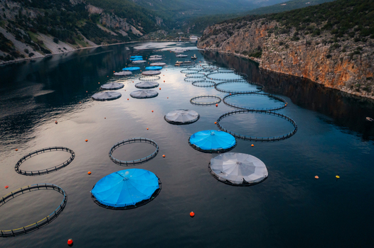 Aerial view of a fish farm with circular floating cages in a calm bay surrounded by rocky cliffs in Epidavros Greece.