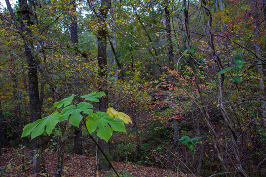 View of autumnal leaves scattered across the forest floor a vibrant green plant stands out against the muted browns and greens of the trees Arkansas United States. View of autumnal leaves scattered across the forest floor a vibrant green plant stands out against the muted browns and greens of the trees Arkansas United States.