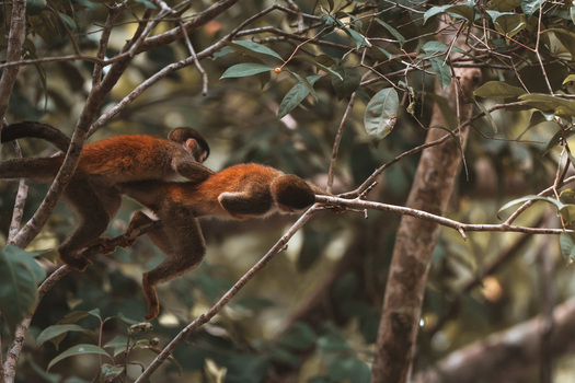 View of two squirrel monkeys interacting on a tree branch in the lush rainforest of Costa Rica.