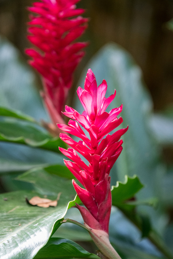 View of vibrant red ginger flowers blooming in a lush tropical garden in Costa Rica.