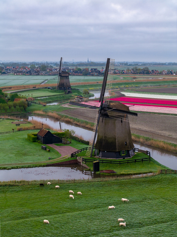 Aerial view of traditional windmills bovenmolen G along a canal with sheep grazing in green pastures and vibrant tulip fields under a cloudy sky in Schermerhorn Netherlands. Aerial view of traditional windmills bovenmolen G along a canal with sheep grazing in green pastures and vibrant tulip fields under a cloudy sky in Schermerhorn Netherlands.