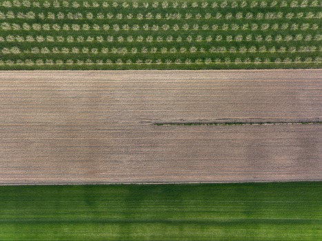 Aerial view of neatly organized agricultural fields with rows of fruit trees and cultivated soil Borgo d Ale Piedmont Italy.