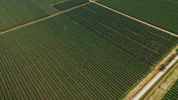 Aerial view of vineyard in Mala Remeta Serbia.