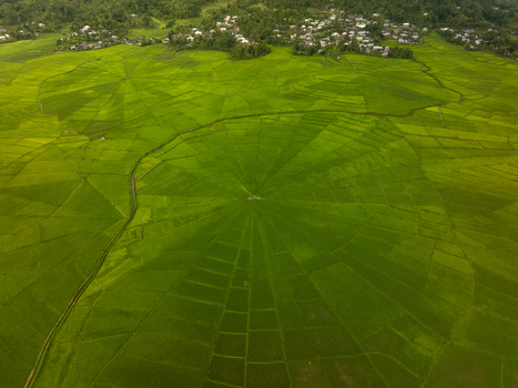 Aerial view of the unique Lingko Spider Web Rice Fields with vibrant green terraced paddies and a rural village in the background in Ruteng East Nusa Tenggara Indonesia.