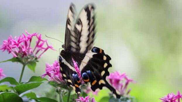 View of a swallowtail butterfly on pink flowers France.
