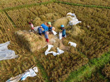 Aerial view of farmers harvesting rice with a blue threshing machine and white sacks in the fields of Karanglewas Central Java Indonesia. Aerial view of farmers harvesting rice with a blue threshing machine and white sacks in the fields of Karanglewas Central Java Indonesia.
