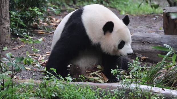 View of a giant panda eating bamboo in Chengdu China. View of a giant panda eating bamboo in Chengdu China.