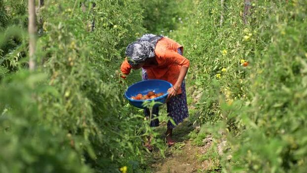 View of a woman harvesting tomatoes in a field Nepal. View of a woman harvesting tomatoes in a field Nepal.