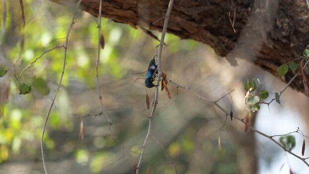 View of a purple sunbird perched on a thin tree branch India.