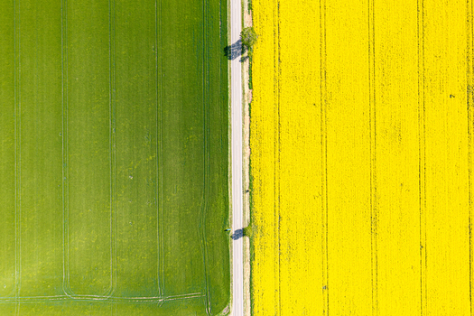 Aerial view of a straight road dividing a lush green field and a vibrant yellow rapeseed field with a single tree Ploiesti Prahova Romania. Aerial view of a straight road dividing a lush green field and a vibrant yellow rapeseed field with a single tree Ploiesti Prahova Romania.