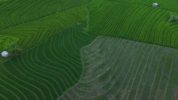 Aerial view of Soka Rice Field in Indonesia.