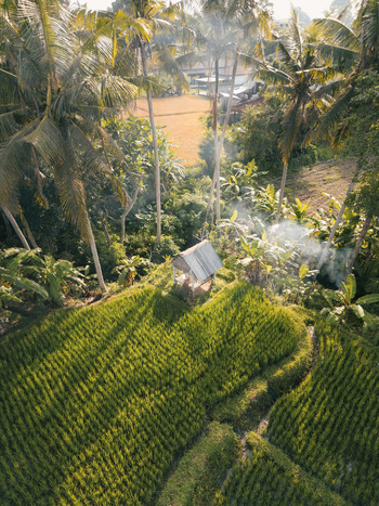 Aerial view of a small hut nestled in lush green rice terraces surrounded by tall palm trees and rising smoke in the golden hour light in Ubud Bali Indonesia. Aerial view of a small hut nestled in lush green rice terraces surrounded by tall palm trees and rising smoke in the golden hour light in Ubud Bali Indonesia.