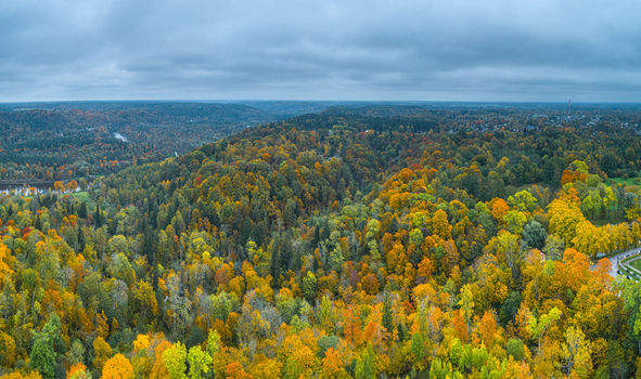Aerial view of the Sigulda forest during the autumn season with vibrant orange yellow and green foliage under a cloudy sky in Sigulda Sigulda Municipality Latvia. Aerial view of the Sigulda forest during the autumn season with vibrant orange yellow and green foliage under a cloudy sky in Sigulda Sigulda Municipality Latvia.
