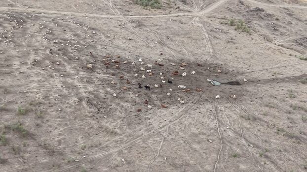 Aerial view of cattle grazing in a dry field in Spain.