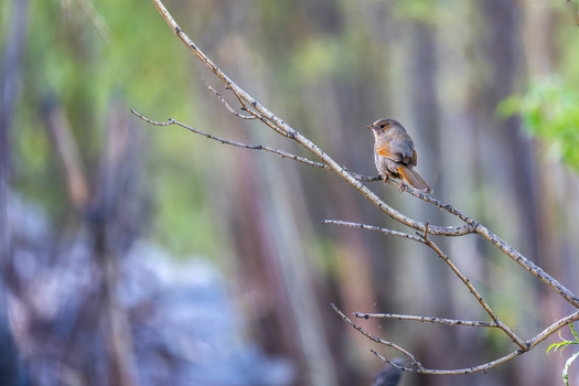 View of a small bird Streaked laughingthrush perched on a thin bare tree branch in a natural forest setting in Gilgit Pakistan.