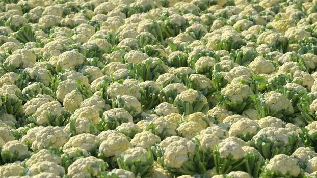 View of harvested cauliflowers with white heads Bangladesh.
