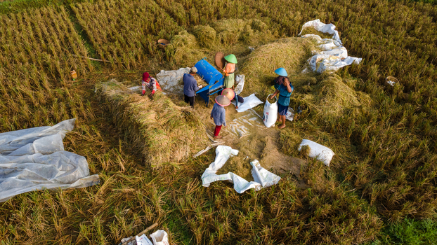 Aerial view of farmers harvesting rice with a blue threshing machine and white sacks in the golden fields of Karanglewas Central Java Indonesia. Aerial view of farmers harvesting rice with a blue threshing machine and white sacks in the golden fields of Karanglewas Central Java Indonesia.