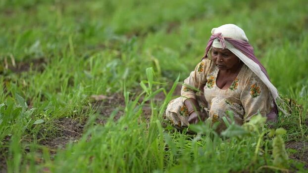 View of an Indian woman working in a green field in India.