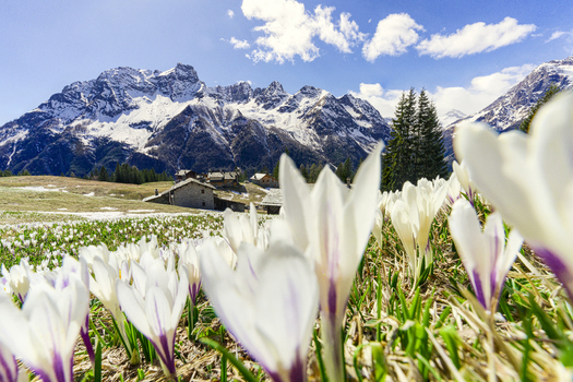 View of white crocuses blooming in a mountain meadow with traditional stone houses and snow capped peaks under a blue sky in Chiesa in Valmalenco Lombardy Italy. View of white crocuses blooming in a mountain meadow with traditional stone houses and snow capped peaks under a blue sky in Chiesa in Valmalenco Lombardy Italy.