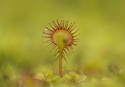 View of a Common Sundew plant with its characteristic glandular tentacles and a single dew drop set against a soft green mossy background in the United Kingdom. View of a Common Sundew plant with its characteristic glandular tentacles and a single dew drop set against a soft green mossy background in the United Kingdom.