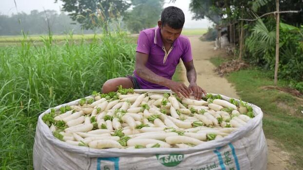 View of a farmer sorting white radishes in a field Bangladesh. View of a farmer sorting white radishes in a field Bangladesh.