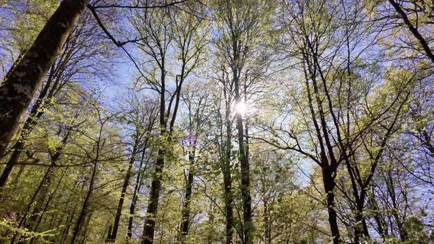 View of sunlight through green tree canopy in Hyssna Sweden.