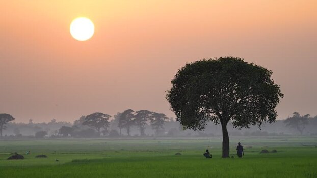 View of a large tree in a green field at sunset Bangladesh. View of a large tree in a green field at sunset Bangladesh.