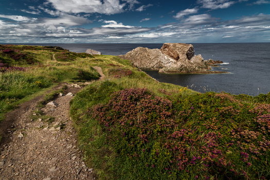 View of a dirt hiking trail winding through purple heather and green grass on a rugged coastline with rock formations in the sea under a cloudy sky Scotland.