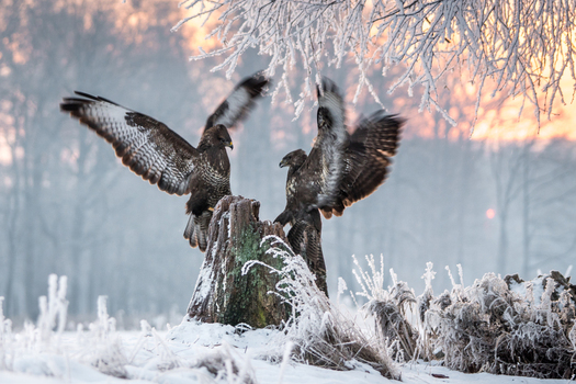 View of two common buzzards perched on a snowy tree stump in a frosty winter forest at sunset in Debrzno Pomeranian Voivodeship Poland.