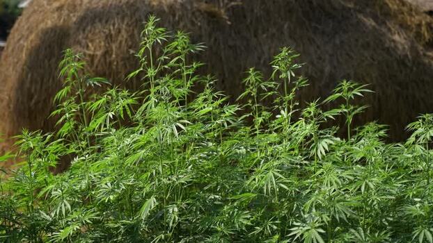 View of cannabis plants growing in a rural field Nepal.