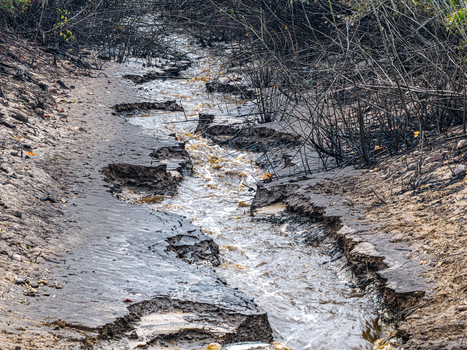 Aerial view of a muddy stream flowing through a landscape with dark charred branches in Latvia.
