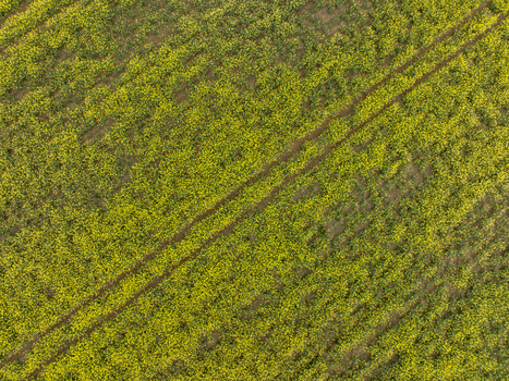 Aerial view of a vibrant yellow rapeseed field with diagonal tractor tracks and lush green foliage in Aiglsbach Bavaria Germany.